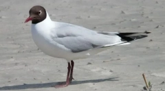 Галеб реликт