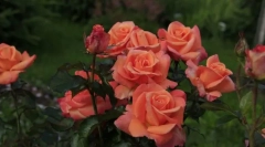 Чај-хибридни рози