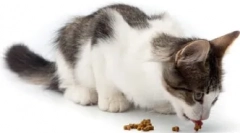 Често поставувани прашања за мачки