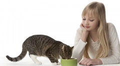 Чести прашања за хранење мачки