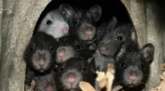 Што не им се допаѓа и се плаши стаорци и глувци?