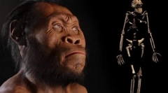 Човек како вид