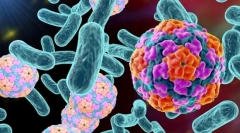 Кои бактерии се разликуваат од вируси?