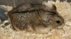 Кои глодари се болни?