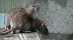 Кои стаорци се разликуваат од глувците?