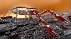 Од фалкороните се разликуваат од скорпии?