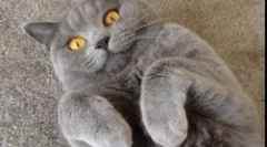 Што е опасно токсоплазма микроорганизмот за човекот?