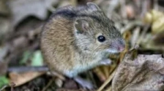 Од опасно за глувчето на човекот?