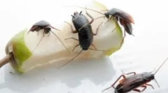 Кои се опасни и штетни лебарки?