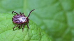 Од опасни пинцетори?