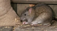 Од опасни стаорци за човекот?