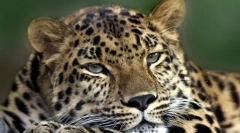 Која е разликата помеѓу изгледот на двонасочните симетрични животни од животни со радијална симетрија на телото?