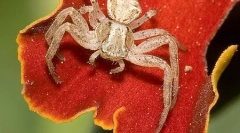 Она што пајаци се разликуваат од инсектите?