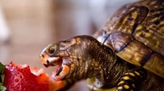 Што ги храни желките?