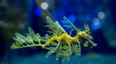 Од значителен морски змеј?