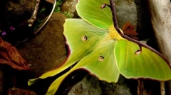 Од мажите на mavlin-eyed moon се разликуваат од женките?