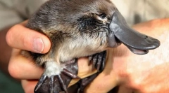 Од неверојатно во насока на стрелките на часовникот?