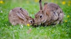 Од зајакот е различен од неговиот зајачен колега?