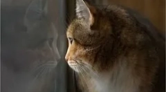 Што прават мачките кога ќе останат дома?