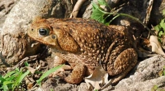 Од познатиот жаба да?