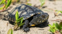 Желка марш европеец