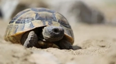 Медитеранска желка