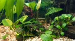 Црната брада напади, или проблемот на кафеави алги во аквариумот