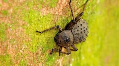 Фрегата на островот блеквуд