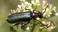 Chernhotels и курсеви