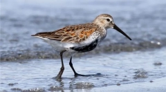 Чернобик (балтички подвидови)