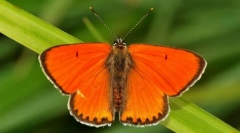 Неспоредливи червонети