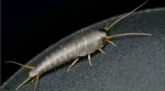 Scappy: кој е и што е опасно