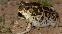 Сирискиот лук