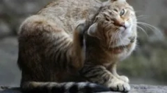 Scabies и скелични крлежи