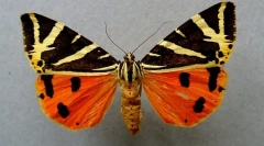 Четири укажуваат