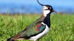 Lapwing