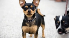 Чихуахуа - најстариот раса на кучиња