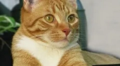 Cat chipping: дали барањето за миленичиња треба