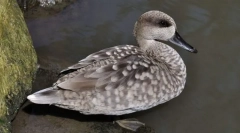 Пилешко мермер