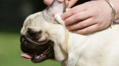 Чистење уши