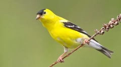 Chizh - најпријатна птица меѓу пејачите (слика)