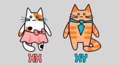 Црна и бела боја боја: магија контраст шема