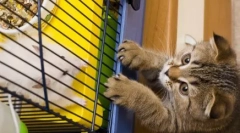 Кои мачки прават кога не сме дома: топ 10 популарни класи