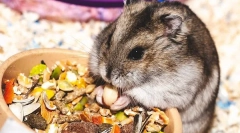 Што јадат јунггарски хрчаци