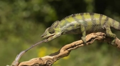 Што јаде гуштер