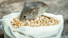 Кои глувци јадат во природата и дома