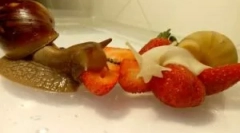 Кои полжави јадат кога го задржуваат својот дом?