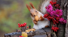 Што јаде верверица во природата и дома