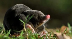 Дека крт прави под земја?