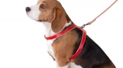 Она што е подобро за кучето - тренер или јака